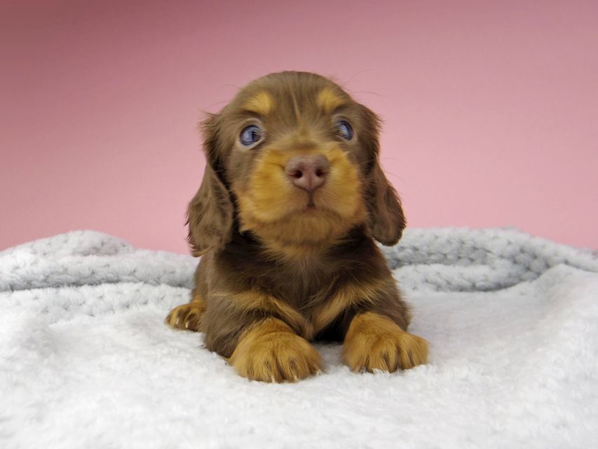 カニンヘン ダックスフンド ナンシーcs & ナイトの子犬 チョコタン 男の子