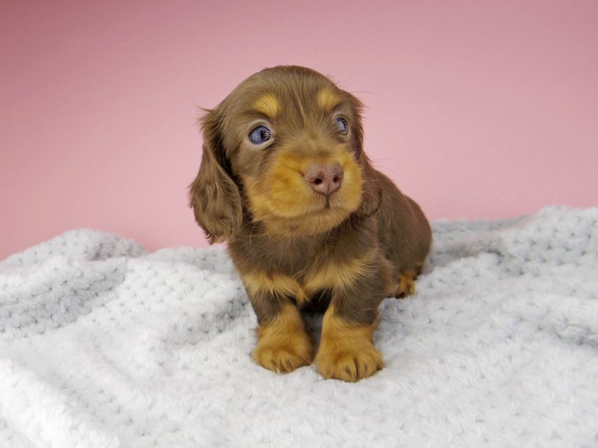 カニンヘン ダックスフンド ナンシーcs & ナイトの子犬 チョコタン 男の子