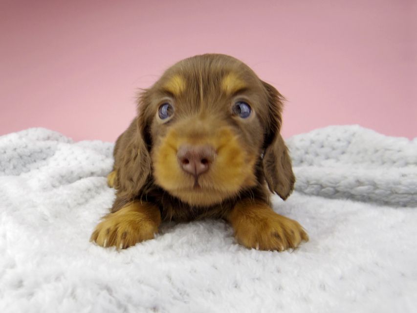 カニンヘン ダックスフンド ナンシーcs & ナイトの子犬 チョコタン 男の子