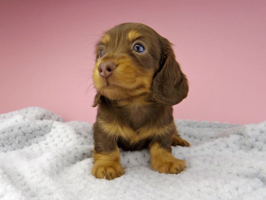 カニンヘン ダックスフンド ナンシーcs & ナイトの子犬 チョコタン 男の子