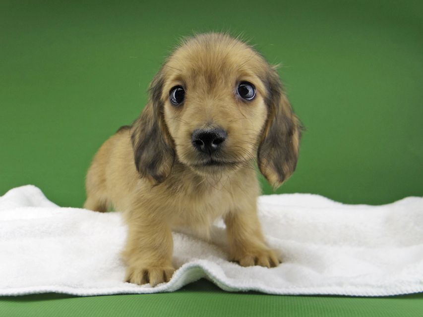 カニンヘン ダックスフンド ハニーkk & 竹千代の子犬 レディッシュイエロー 男の子