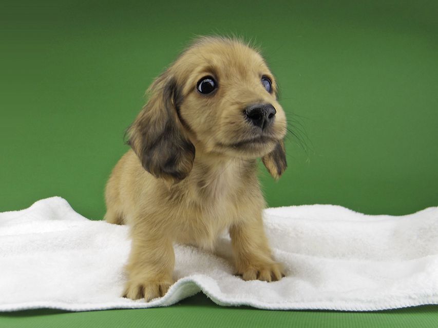 カニンヘン ダックスフンド ハニーkk & 竹千代の子犬 レディッシュイエロー 男の子