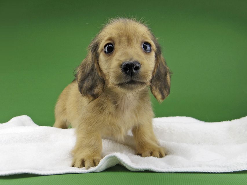 カニンヘン ダックスフンド ハニーkk & 竹千代の子犬 レディッシュイエロー 男の子