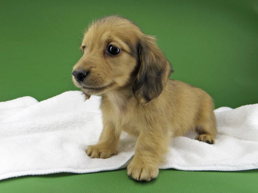 カニンヘン ダックスフンド ハニーkk & 竹千代の子犬 レディッシュイエロー 男の子