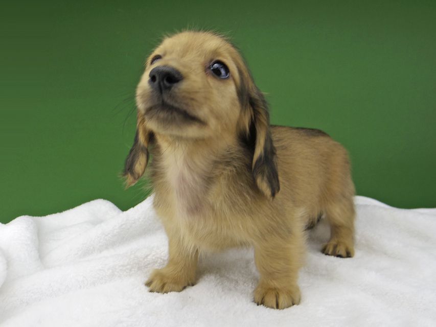 カニンヘン ダックスフンド ハニーkk & 竹千代の子犬 レディッシュイエロー 男の子