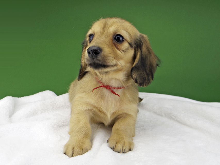 カニンヘン ダックスフンド ハニーkk & 竹千代の子犬 イエロー（クリーム） 女の子（1）