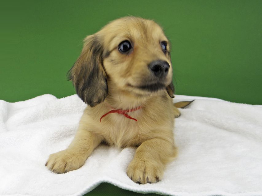 カニンヘン ダックスフンド ハニーkk & 竹千代の子犬 イエロー（クリーム） 女の子（1）