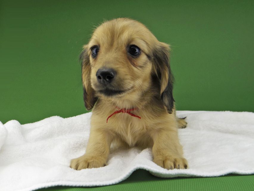 カニンヘン ダックスフンド ハニーkk & 竹千代の子犬 イエロー（クリーム） 女の子（1）