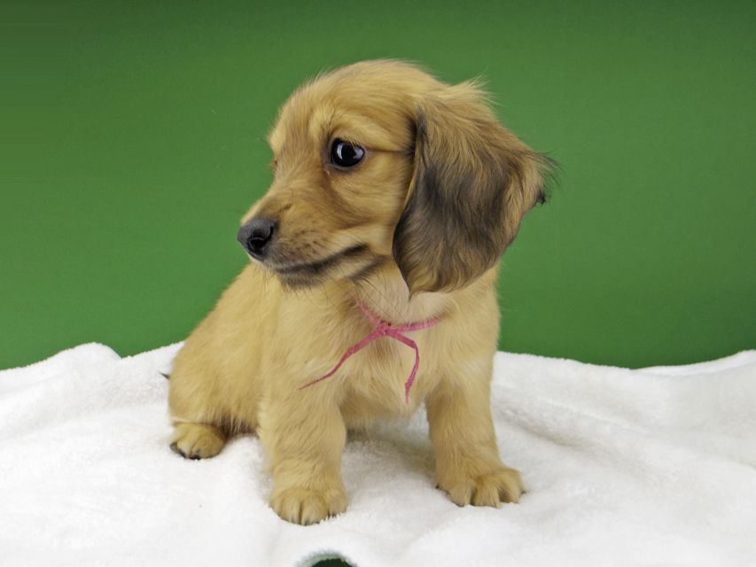 カニンヘン ダックスフンド ハニーkk & 竹千代の子犬 イエロー（クリーム） 女の子（2）