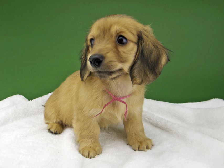 カニンヘン ダックスフンド ハニーkk & 竹千代の子犬 イエロー（クリーム） 女の子（2）