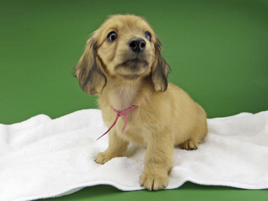 カニンヘン ダックスフンド ハニーkk & 竹千代の子犬 イエロー（クリーム） 女の子（2）