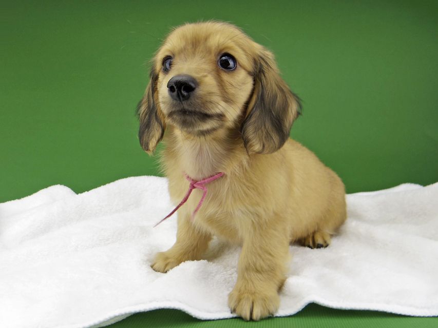 カニンヘン ダックスフンド ハニーkk & 竹千代の子犬 イエロー（クリーム） 女の子（2）