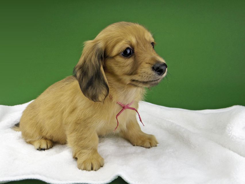 カニンヘン ダックスフンド ハニーkk & 竹千代の子犬 イエロー（クリーム） 女の子（2）