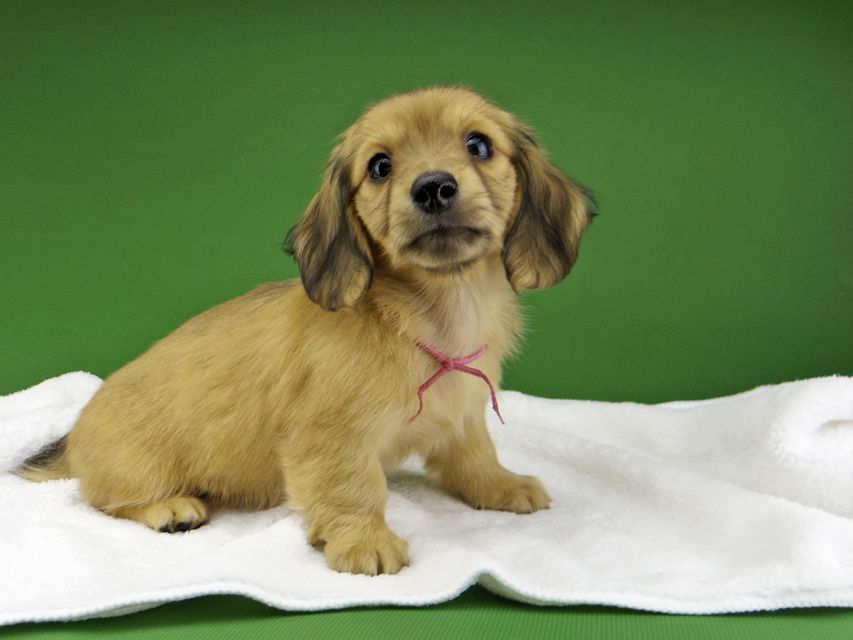 カニンヘン ダックスフンド ハニーkk & 竹千代の子犬 イエロー（クリーム） 女の子（2）