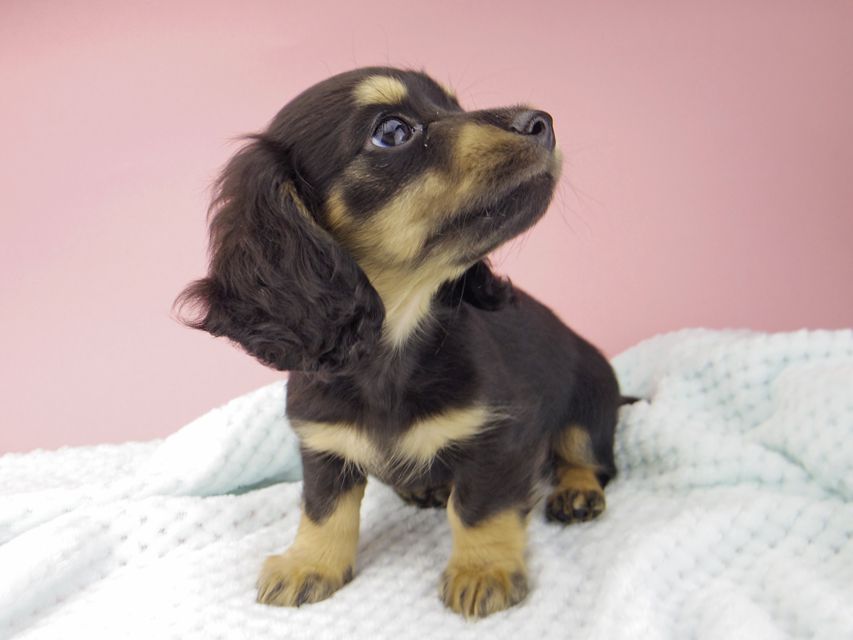 カニンヘン ダックスフンド クロエ & 朝日の子犬 ブラックイエロー 女の子（2）