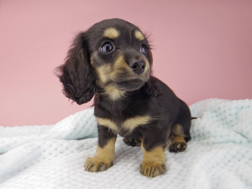 カニンヘン ダックスフンド クロエ & 朝日の子犬 ブラックイエロー 女の子（2）