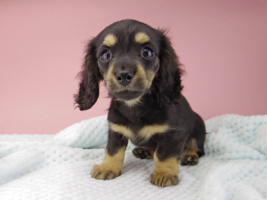 カニンヘン ダックスフンド クロエ & 朝日の子犬 ブラックイエロー 女の子（2）