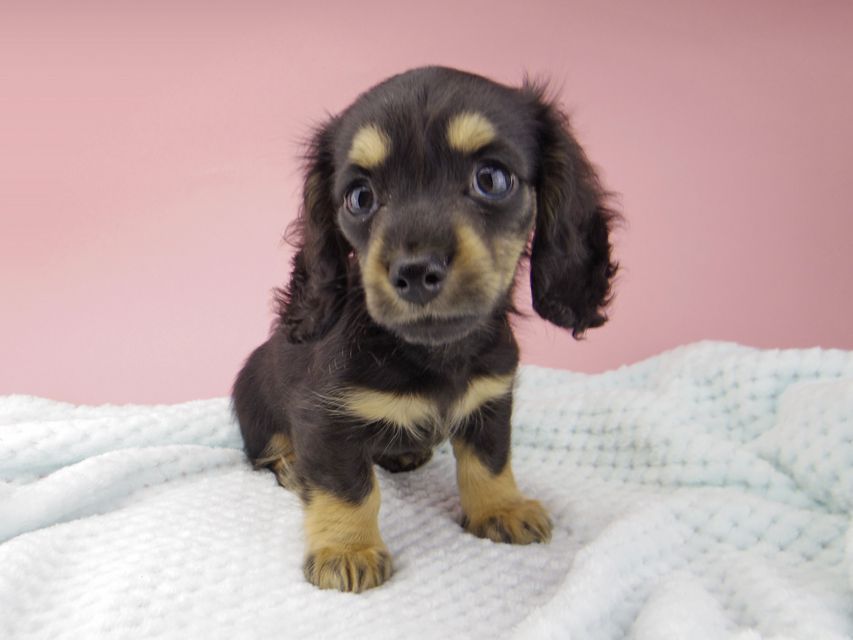 カニンヘン ダックスフンド クロエ & 朝日の子犬 ブラックイエロー 女の子（2）