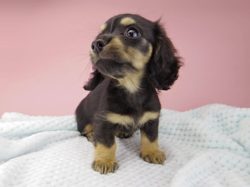 カニンヘン ダックスフンド クロエ & 朝日の子犬 ブラックイエロー 女の子（2）