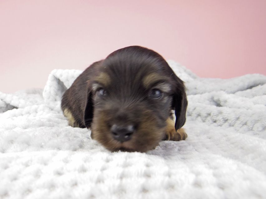 カニンヘン ダックスフンド コトhp ロックスの子犬 ブラックイエロー(ブラッククリーム) 男の子_IGP8997 カニンヘン ダックスフンド コトhp ロックスの子犬 ブラックイエロー(ブラッククリーム) 男の子