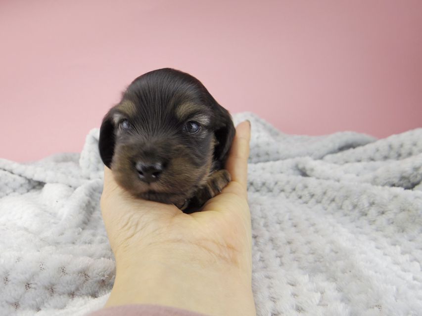 カニンヘン ダックスフンド コトhp ロックスの子犬 ブラックイエロー(ブラッククリーム) 男の子_IGP9002 カニンヘン ダックスフンド コトhp ロックスの子犬 ブラックイエロー(ブラッククリーム) 男の子