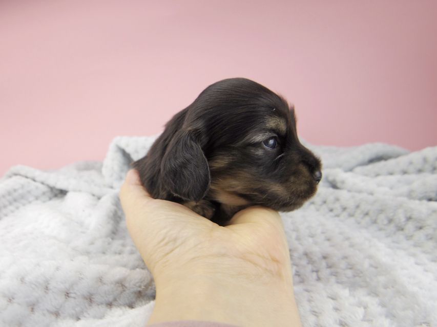 カニンヘン ダックスフンド コトhp ロックスの子犬 ブラックイエロー(ブラッククリーム) 男の子_IGP9003 カニンヘン ダックスフンド コトhp ロックスの子犬 ブラックイエロー(ブラッククリーム) 男の子