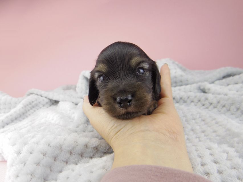 カニンヘン ダックスフンド コトhp ロックスの子犬 ブラックイエロー(ブラッククリーム) 男の子_IGP9005 カニンヘン ダックスフンド コトhp ロックスの子犬 ブラックイエロー(ブラッククリーム) 男の子