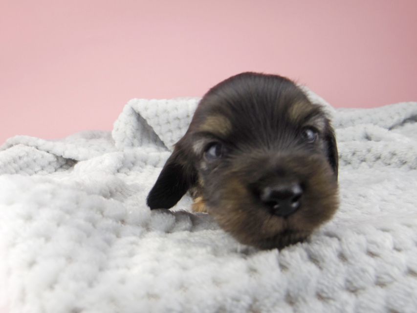 カニンヘン ダックスフンド コトhp ロックスの子犬 ブラックイエロー(ブラッククリーム) 男の子_IGP9009 カニンヘン ダックスフンド コトhp ロックスの子犬 ブラックイエロー(ブラッククリーム) 男の子