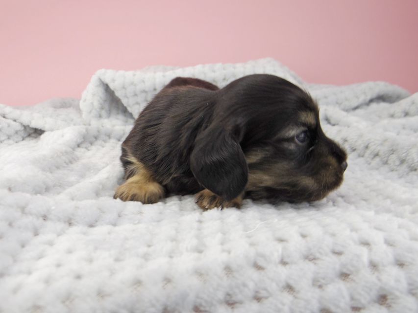カニンヘン ダックスフンド コトhp ロックスの子犬 ブラックイエロー(ブラッククリーム) 男の子_IGP9010 カニンヘン ダックスフンド コトhp ロックスの子犬 ブラックイエロー(ブラッククリーム) 男の子