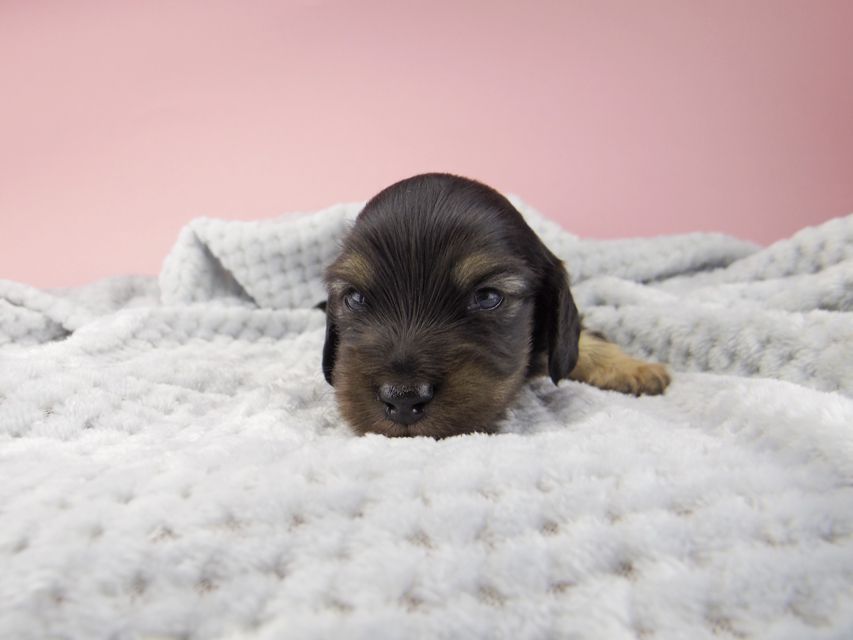 カニンヘン ダックスフンド コトhp ロックスの子犬 ブラックイエロー(ブラッククリーム) 男の子_IGP9019 カニンヘン ダックスフンド コトhp ロックスの子犬 ブラックイエロー(ブラッククリーム) 男の子