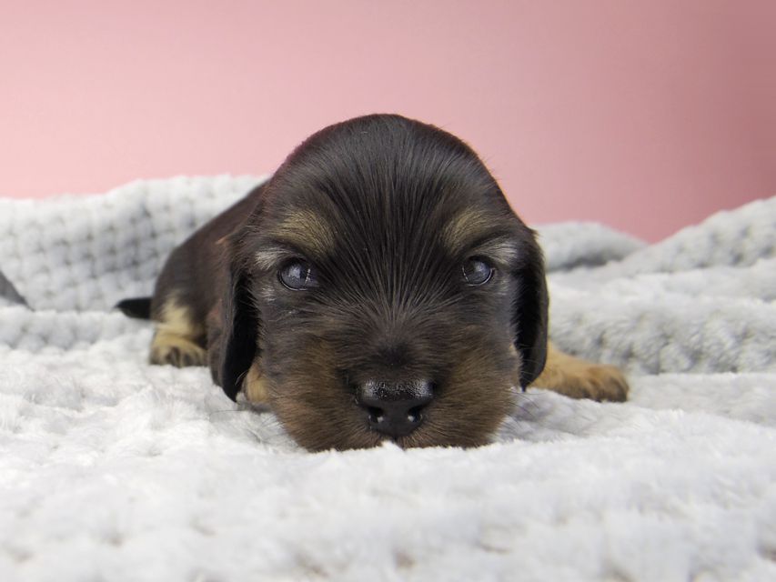 カニンヘン ダックスフンド コトhp ロックスの子犬 ブラックイエロー(ブラッククリーム) 男の子_IGP9020 カニンヘン ダックスフンド コトhp ロックスの子犬 ブラックイエロー(ブラッククリーム) 男の子