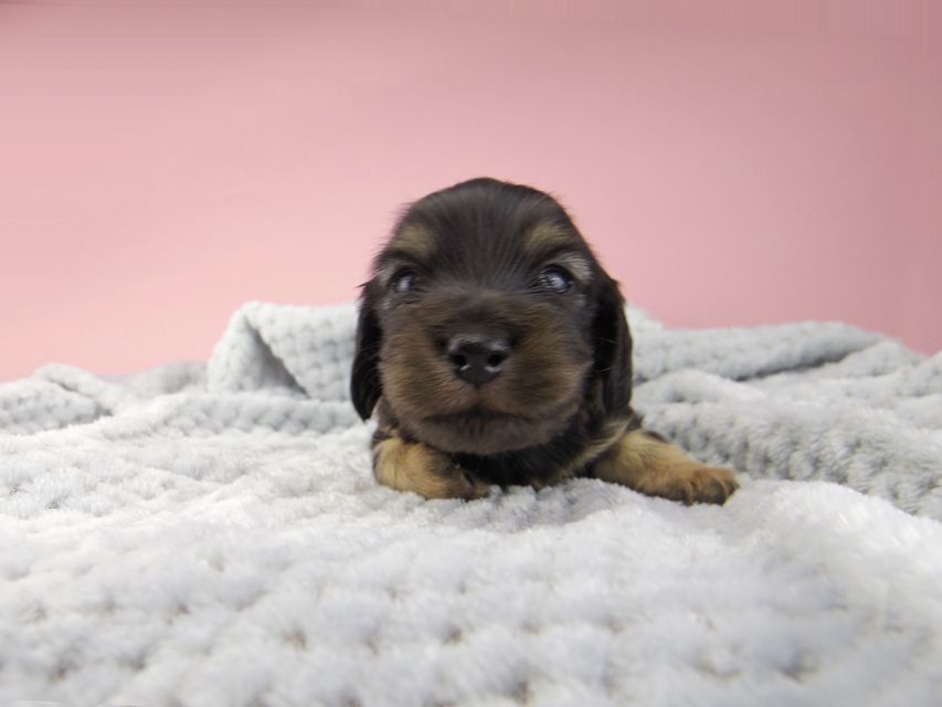 カニンヘン ダックスフンド コトhp ロックスの子犬 ブラックイエロー(ブラッククリーム) 男の子_IGP9021 カニンヘン ダックスフンド コトhp ロックスの子犬 ブラックイエロー(ブラッククリーム) 男の子