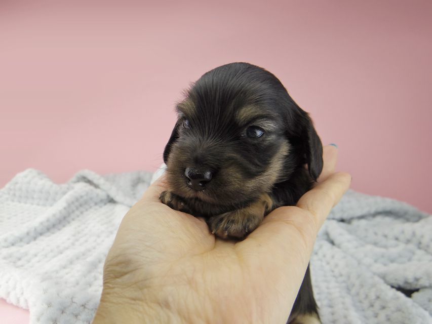 カニンヘン ダックスフンド コトhp ロックスの子犬 ブラックイエロー(ブラッククリーム) 男の子_IGP9024 カニンヘン ダックスフンド コトhp ロックスの子犬 ブラックイエロー(ブラッククリーム) 男の子