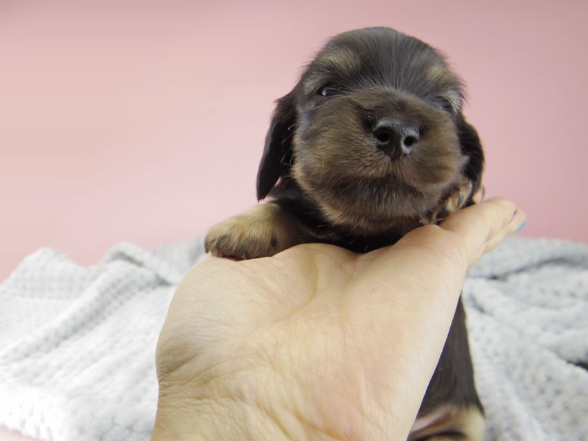 カニンヘン ダックスフンド コトhp ロックスの子犬 ブラックイエロー(ブラッククリーム) 男の子_IGP9028 カニンヘン ダックスフンド コトhp ロックスの子犬 ブラックイエロー(ブラッククリーム) 男の子