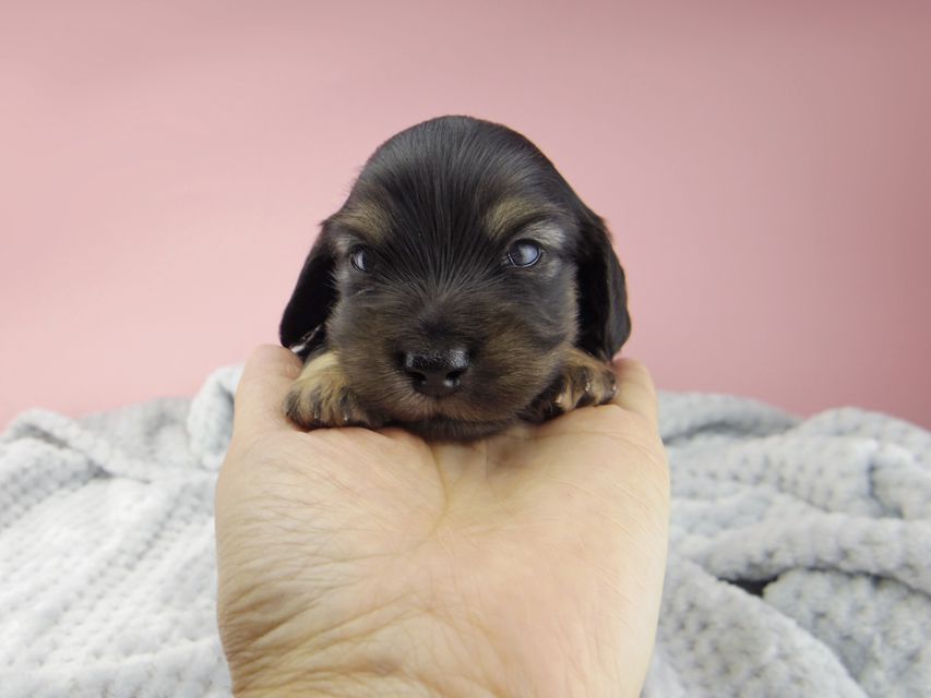 カニンヘン ダックスフンド コトhp ロックスの子犬 ブラックイエロー(ブラッククリーム) 男の子_IGP9039 カニンヘン ダックスフンド コトhp ロックスの子犬 ブラックイエロー(ブラッククリーム) 男の子