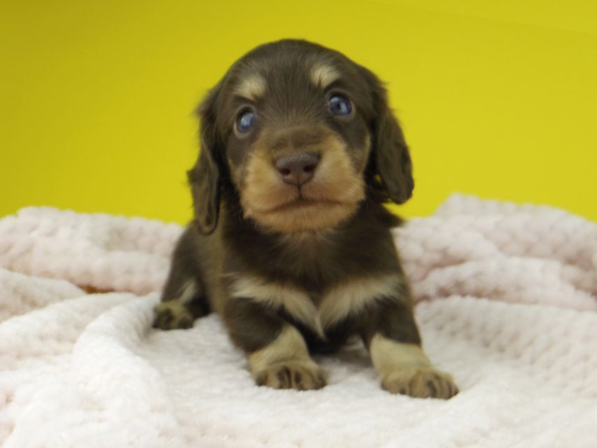 カニンヘン ダックスフンド すずhp & 朝日の子犬 チョコイエロー 男の子