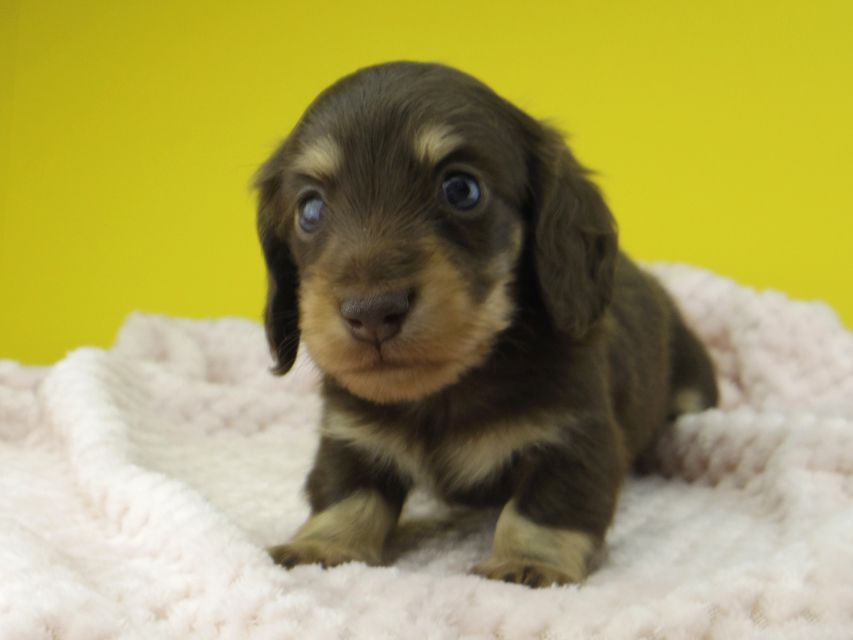 カニンヘン ダックスフンド すずhp & 朝日の子犬 チョコイエロー 男の子