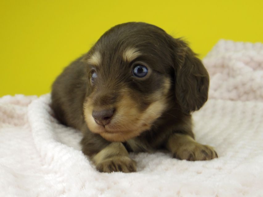 カニンヘン ダックスフンド すずhp & 朝日の子犬 チョコイエロー 男の子