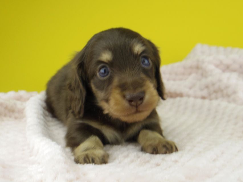 カニンヘン ダックスフンド すずhp & 朝日の子犬 チョコイエロー 男の子