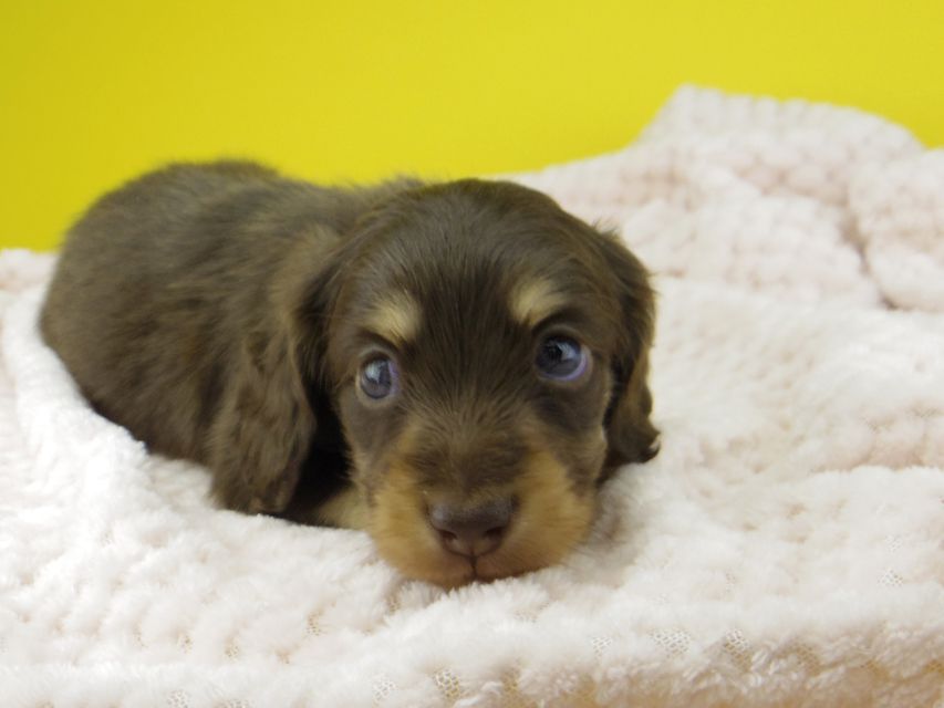 カニンヘン ダックスフンド すずhp & 朝日の子犬 チョコイエロー 男の子