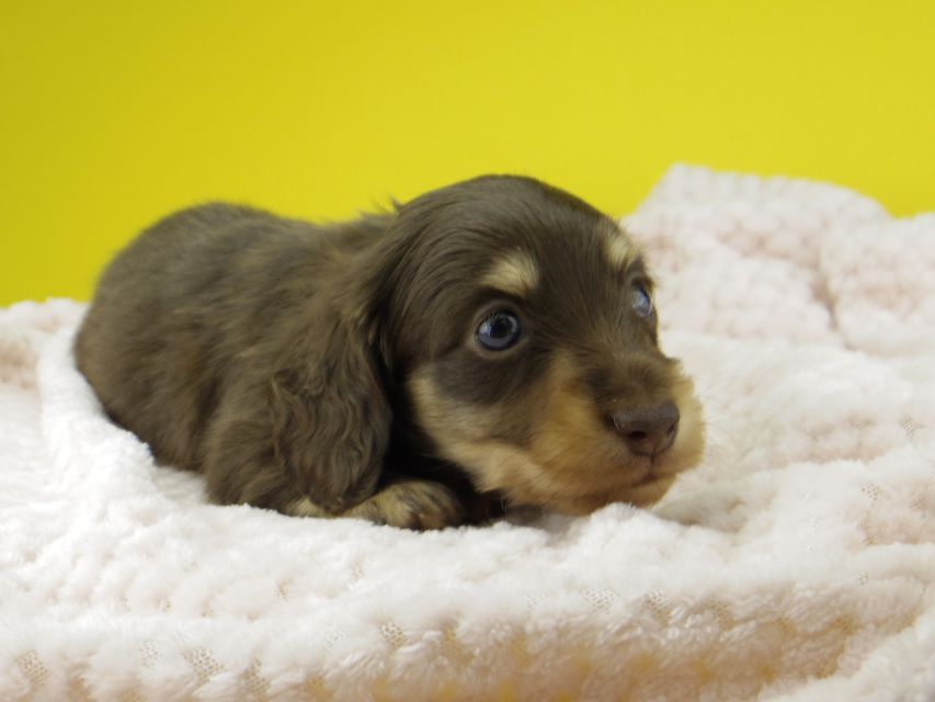 カニンヘン ダックスフンド すずhp & 朝日の子犬 チョコイエロー 男の子