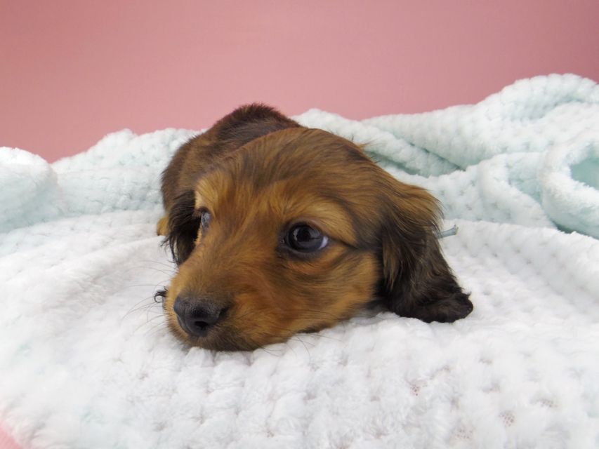 カニンヘン ダックスフンド オリーブ & ブルースの子犬 レッド 男の子