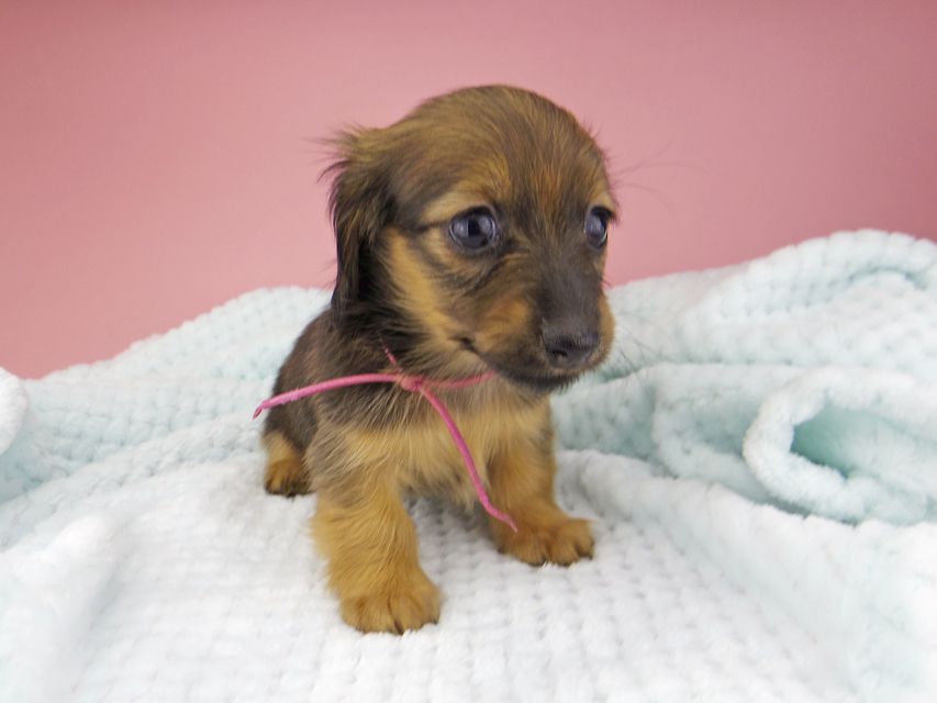 カニンヘン ダックスフンド オリーブ & ブルースの子犬 レッド 女の子（2）