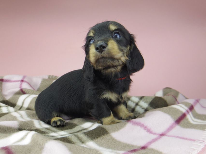 カニンヘン ダックスフンド セーラ & 朝日の子犬 ブラックイエロー（ブラッククリーム） 女の子（1）
