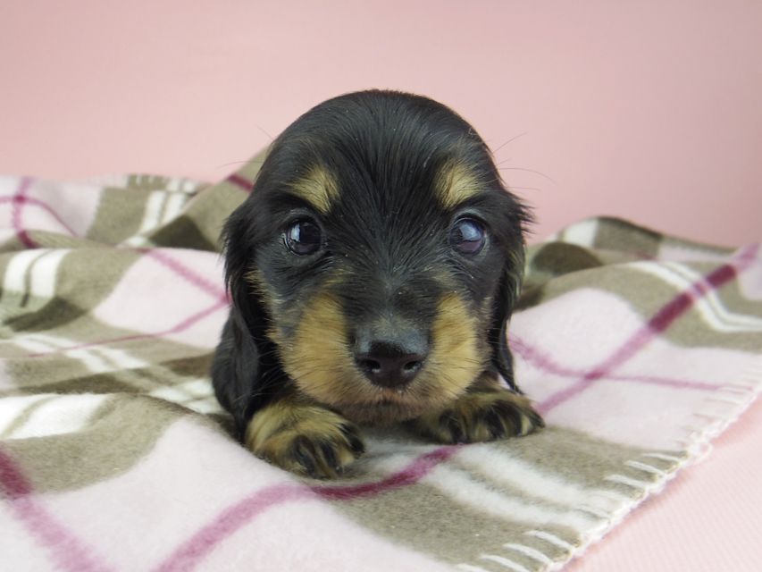 カニンヘン ダックスフンド セーラ & 朝日の子犬 ブラックイエロー（ブラッククリーム） 女の子（1）