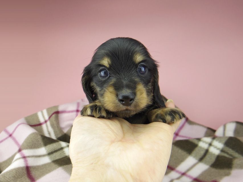 カニンヘン ダックスフンド セーラ & 朝日の子犬 ブラックイエロー（ブラッククリーム） 女の子（1）