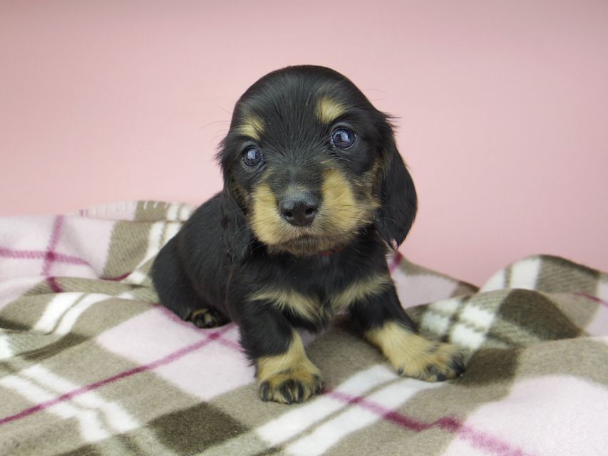 カニンヘン ダックスフンド セーラ & 朝日の子犬 ブラックイエロー（ブラッククリーム） 女の子（1）