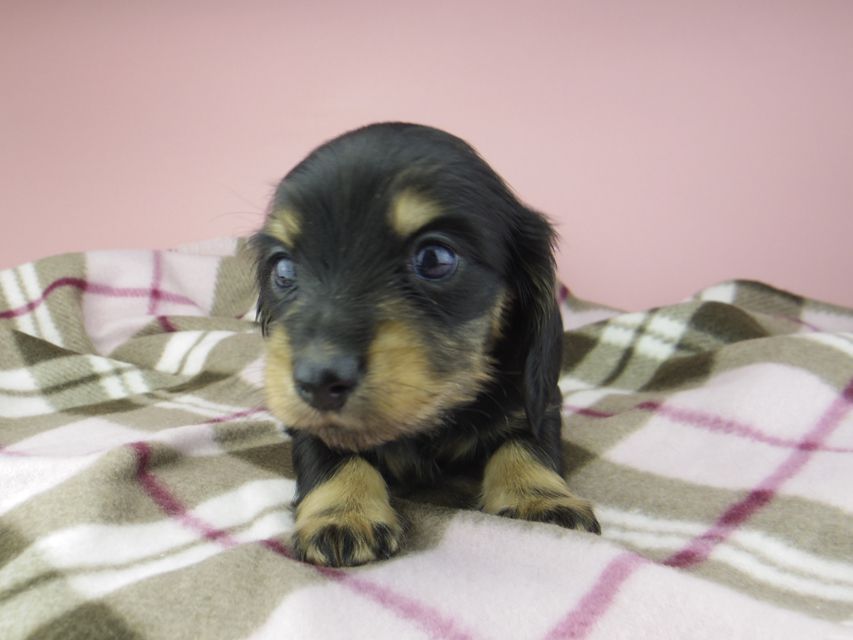 カニンヘン ダックスフンド セーラ & 朝日の子犬 ブラックイエロー（ブラッククリーム） 女の子（1）