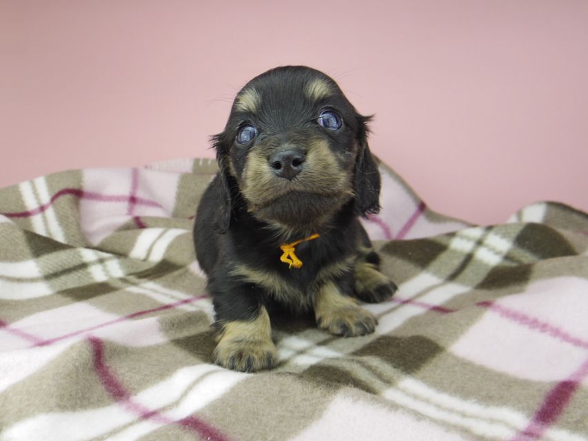 カニンヘン ダックスフンド セーラ & 朝日の子犬 ブラックイエロー(ブラッククリーム) 女の子(2)_IGP9375 カニンヘン ダックスフンド セーラ & 朝日の子犬 ブラックイエロー(ブラッククリーム) 女の子(2)