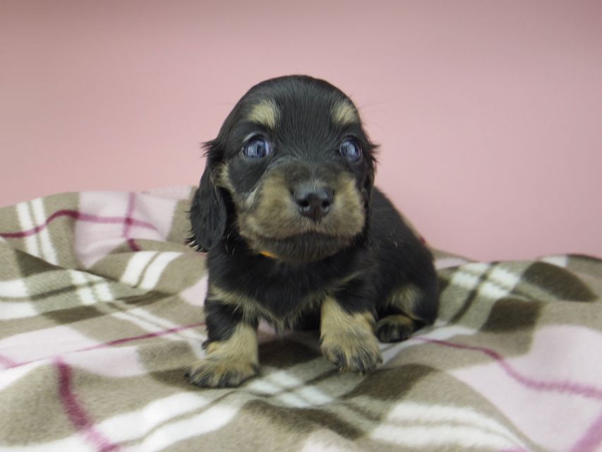 カニンヘン ダックスフンド セーラ & 朝日の子犬 ブラックイエロー(ブラッククリーム) 女の子(2)_IGP9381 カニンヘン ダックスフンド セーラ & 朝日の子犬 ブラックイエロー(ブラッククリーム) 女の子(2)